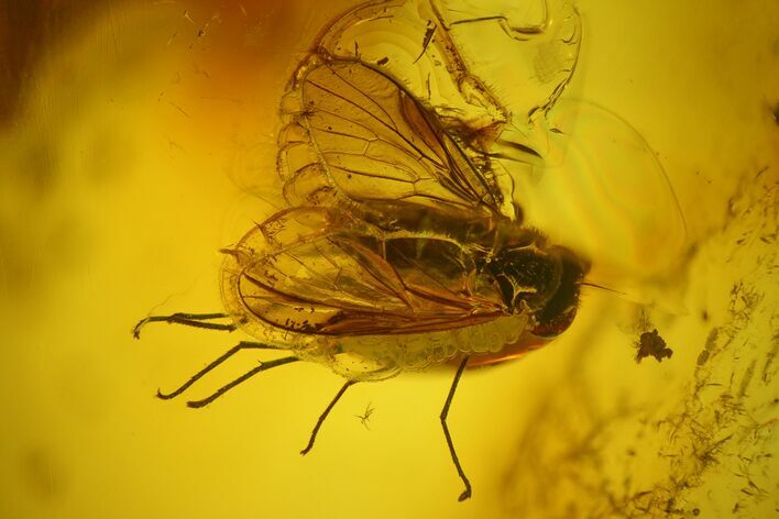 Detailed Fossil Snipe Fly (Diptera) In Baltic Amber #200168